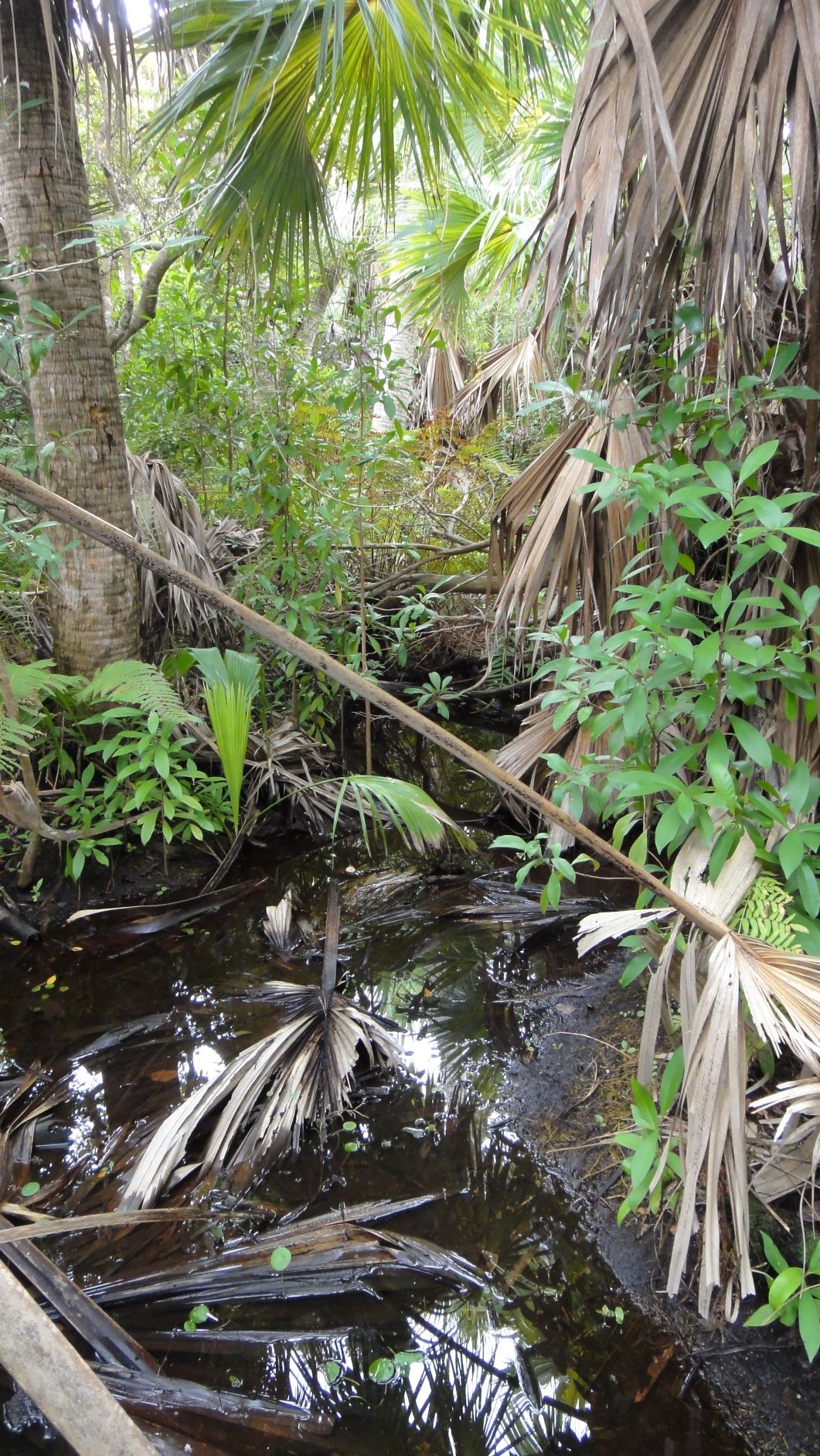 Endemic Bermuda Palmettos, ferns and invasive Marlberry, Paget Marsh